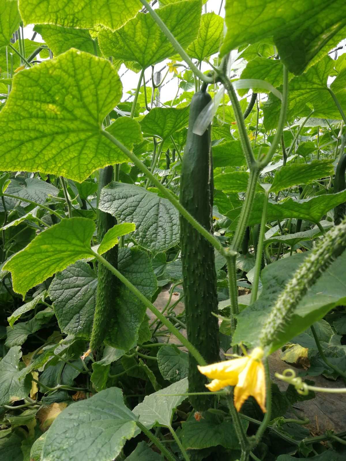 黃瓜開花后還能吃嗎?
