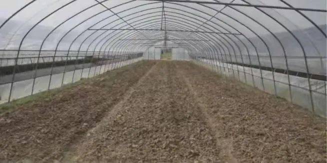 大棚種植最新高溫悶棚方法技術規范標準