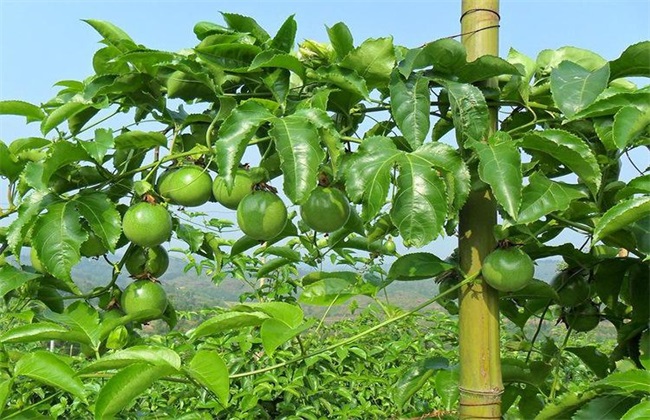 種植百香果換苗周期為什么是三年