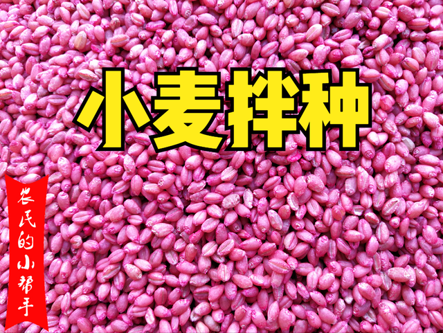 <b>怎么用磷酸二氫鉀和小麥拌種及技術注意事項</b>