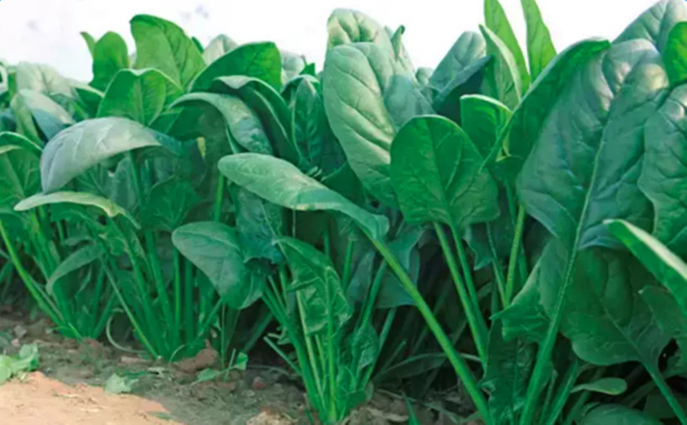 <b>菠菜種植密度標準要求和高產(chǎn)技術方法</b>