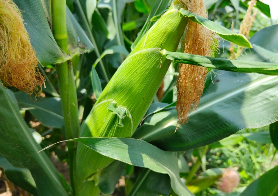 <b>玉米種植鉀肥的使用時期和技術方法</b>