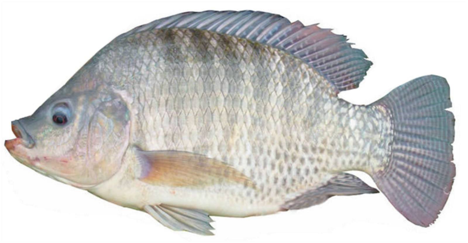 <strong>羅非魚養(yǎng)殖技術(shù)與管理方法介紹</strong>