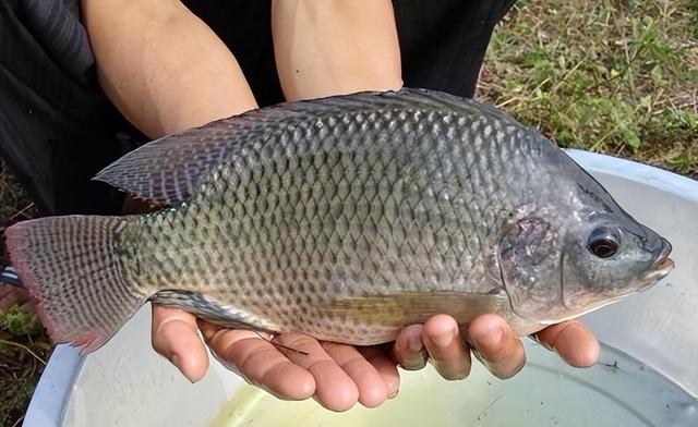 羅非魚(yú)養(yǎng)殖技術(shù)與管理方法介紹