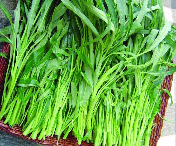 空心菜一年幾熟,怎么去蟲治病害