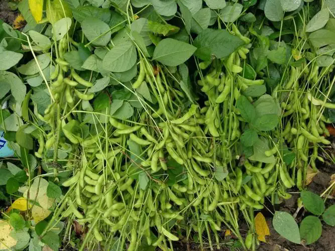 <b>大豆種植技巧及高產管理技術要點有哪些</b>