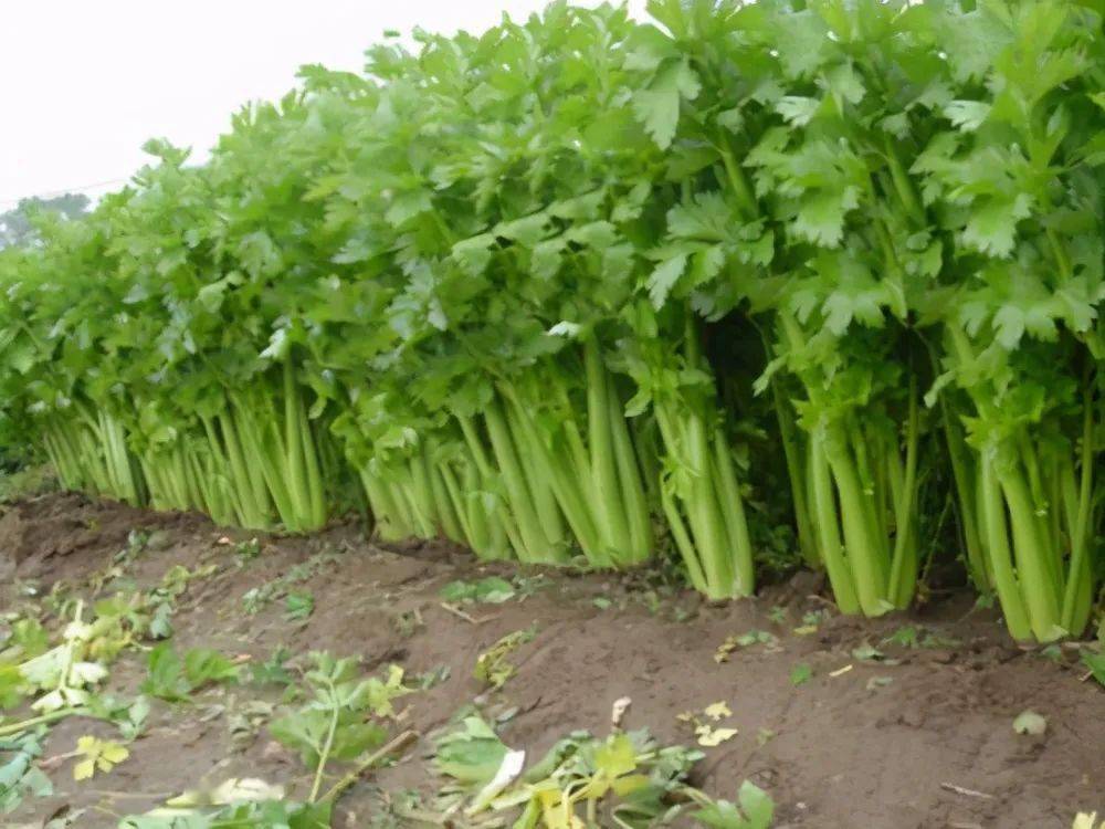 芹菜種植施肥方法及種植注意事項