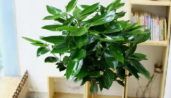 <b>平安樹綠植盆栽的養(yǎng)護(hù)秘訣：遠(yuǎn)離黃葉爛根</b>