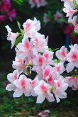 <strong>杜鵑花種植數量多少剛好？</strong>