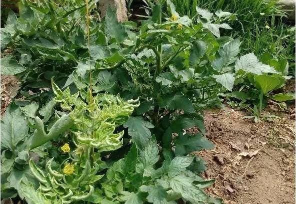 警惕棚室蔬菜遭遇氨氣危害,如何防范與應對?