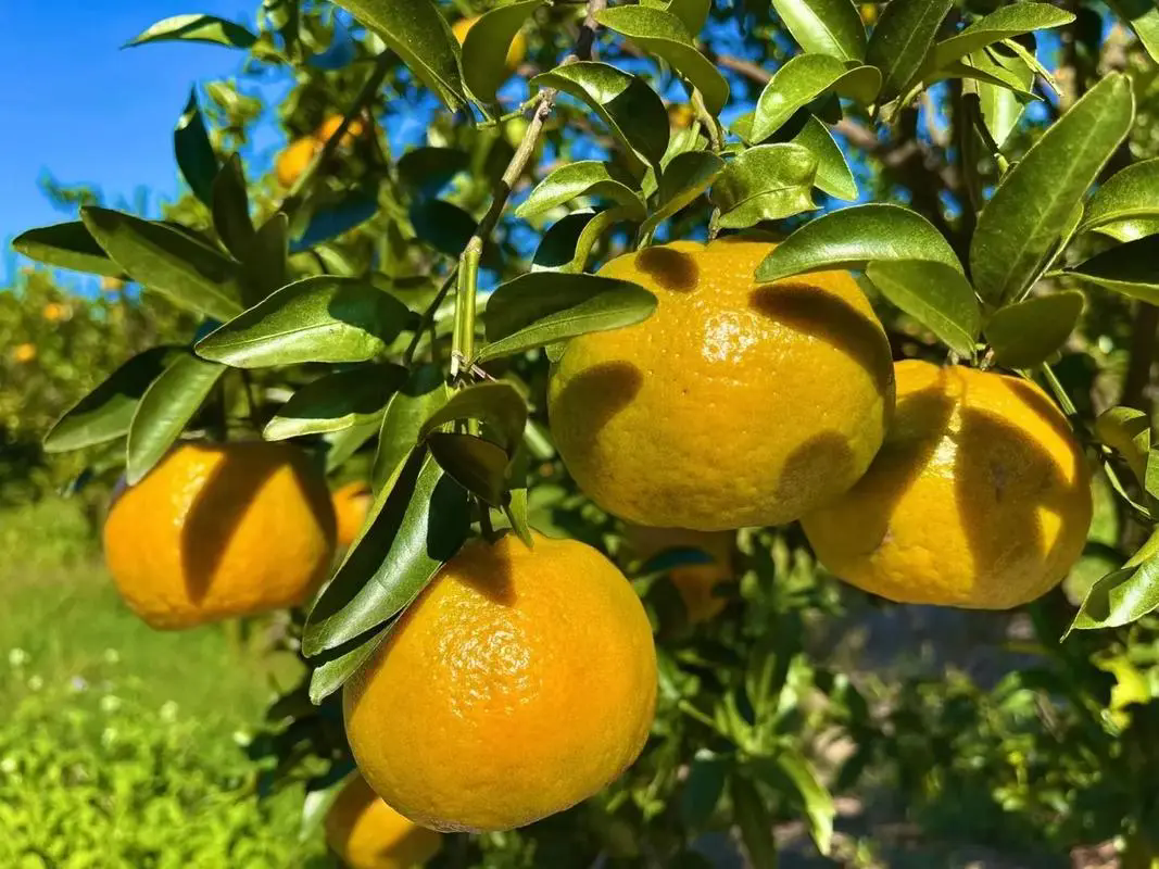 蘆柑的屬性爭議:涼性還是熱性水果揭秘?