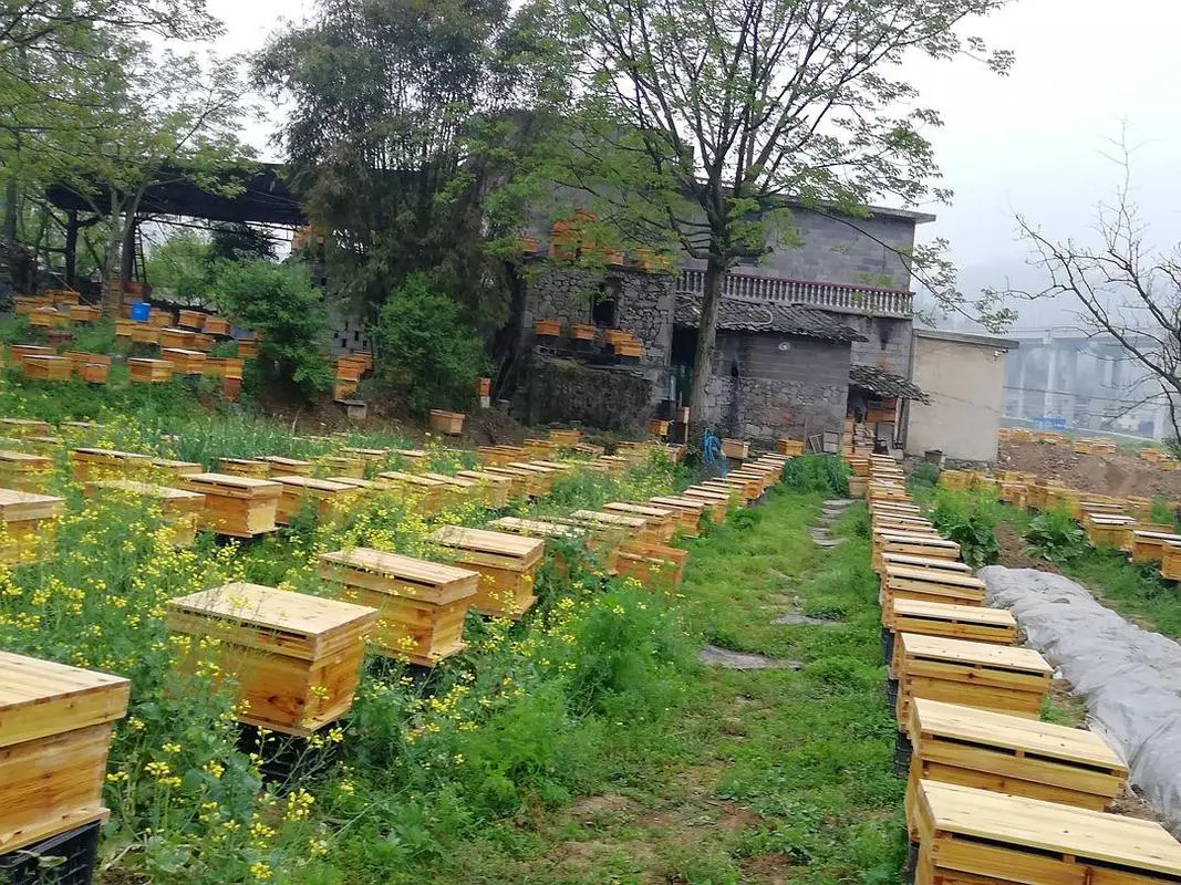 蜜蜂養殖秘籍大公開!讓你輕松成為“甜蜜”的養蜂人