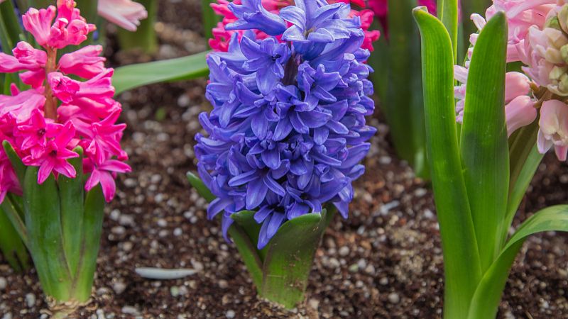 風(fēng)信子種植時間及方法,輕松打造美麗花園!