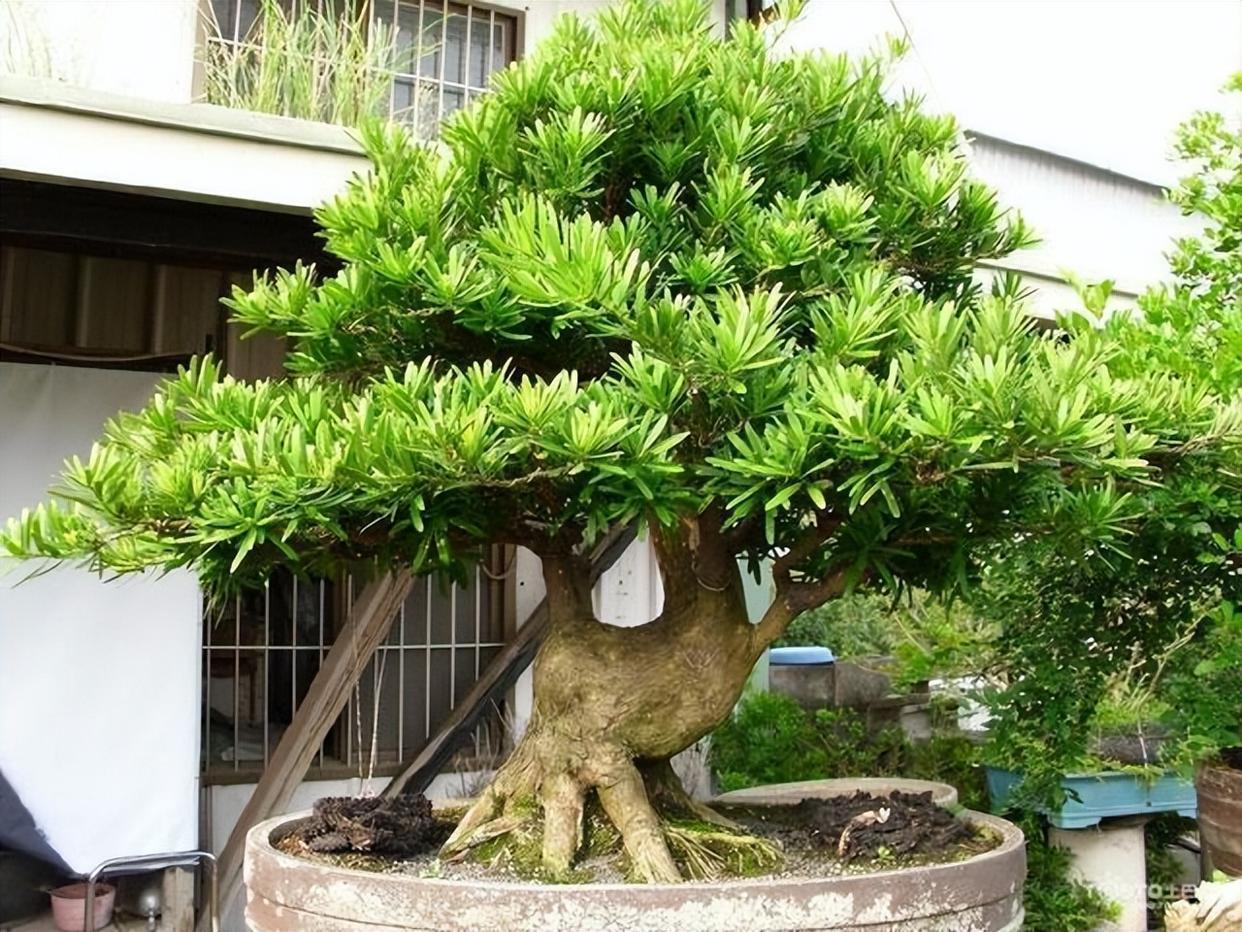 羅漢松養(yǎng)護全攻略:注意事項一網打盡