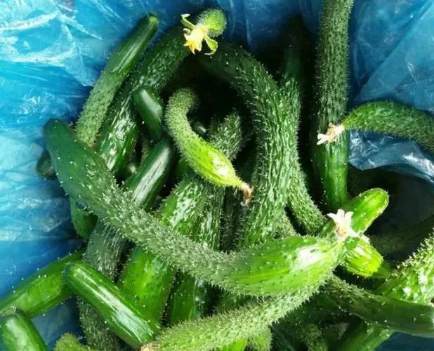 菜園偵探黃瓜畸形果分類揭秘,形態百怪預防對策全公開!