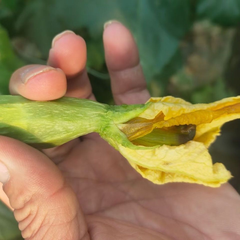 絲瓜爛花柱病因探秘,對癥急救防治方法