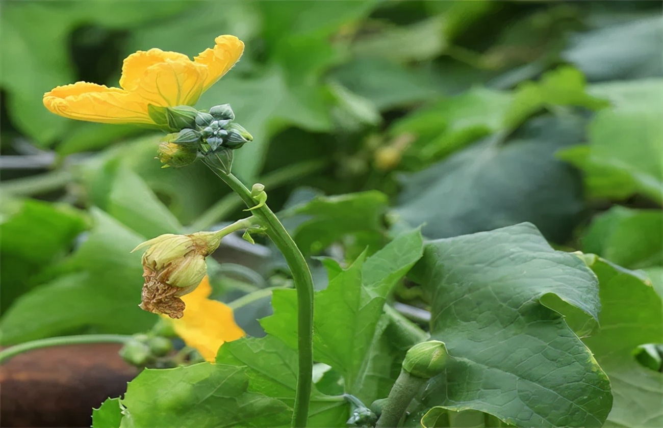 絲瓜爛花柱病因探秘,對癥急救防治方法