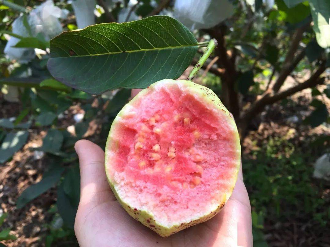 熱帶果王芭樂:成熟季節的甜蜜守候與食用指南!
