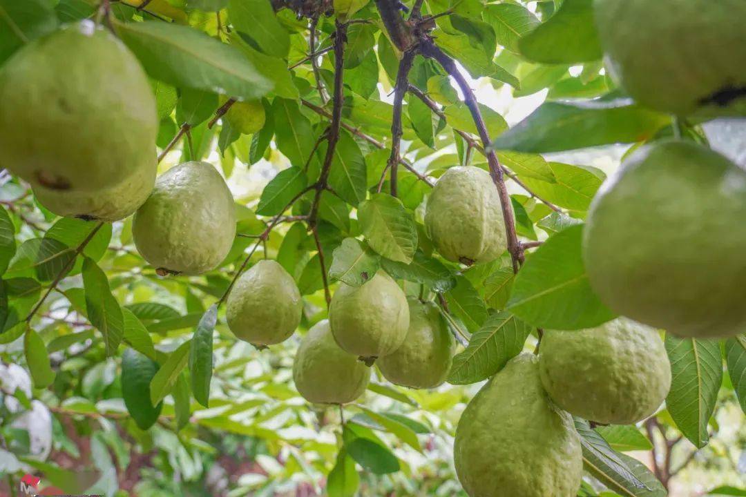 熱帶果王芭樂:成熟季節的甜蜜守候與食用指南!