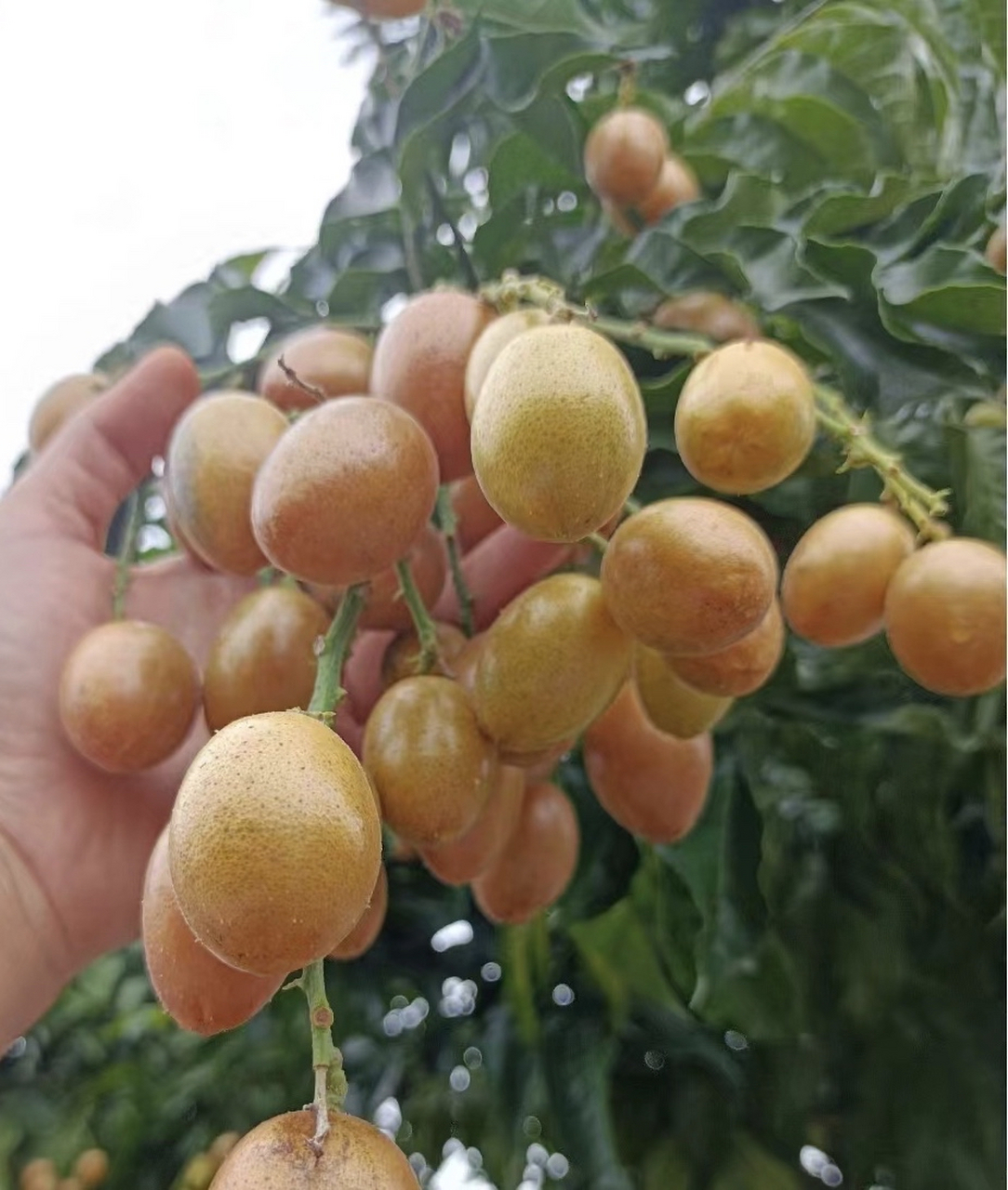 嶺南珍果黃皮果,夏日里的金色誘惑與風味揭秘!