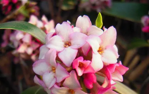 <b>香草傳奇瑞香，揭秘其植物特征與健康益處！</b>