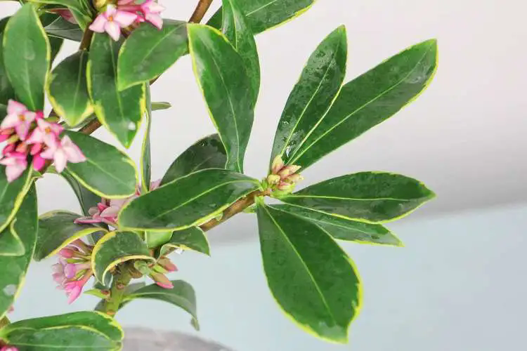 香草傳奇瑞香,揭秘其植物特征與健康益處!