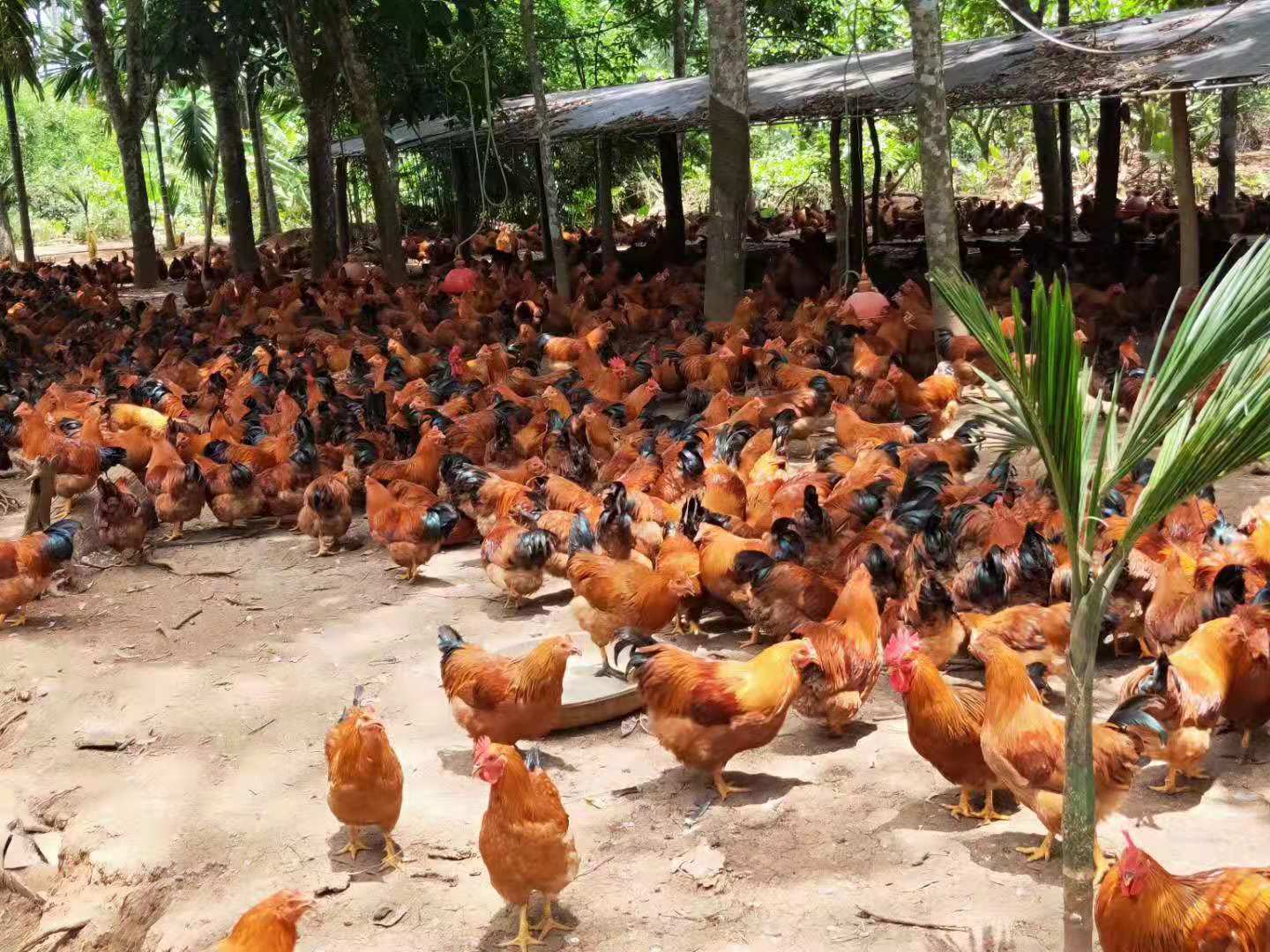 三黃雞養(yǎng)殖寶典：打造黃金雞舍，孵化致富夢想！