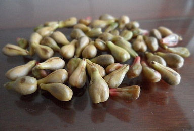 顛覆傳統!一粒葡萄種子開啟甜蜜果園種植新革命