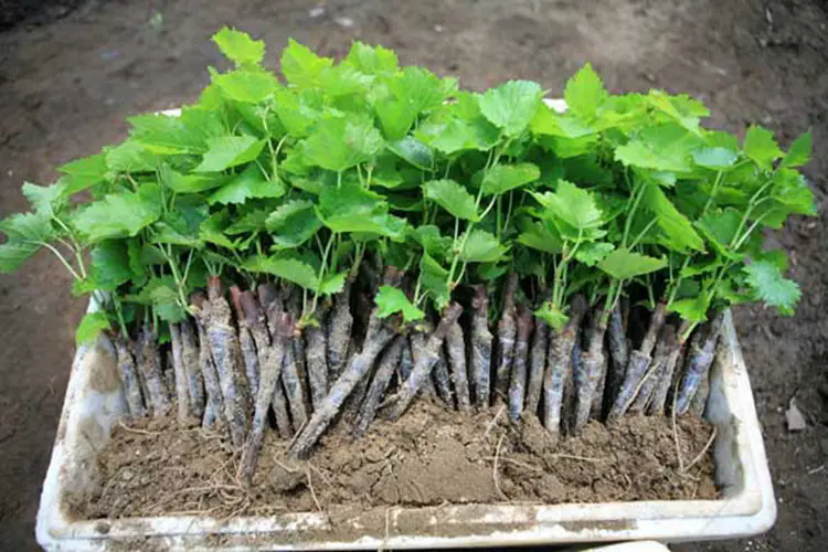 顛覆傳統!一粒葡萄種子開啟甜蜜果園種植新革命