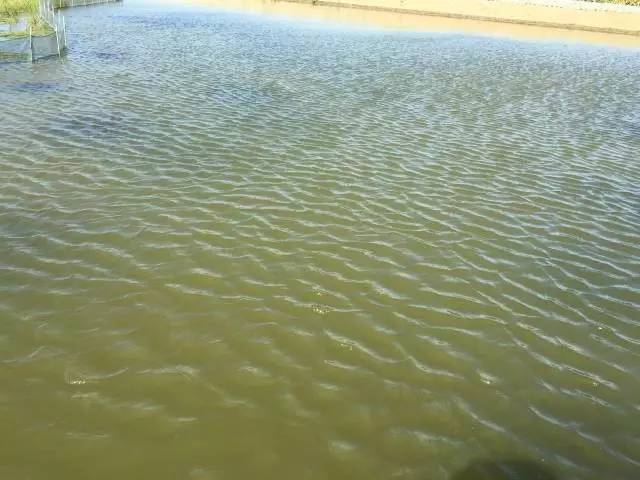 魚塘水域黃綠危機：一招解除水色警報！