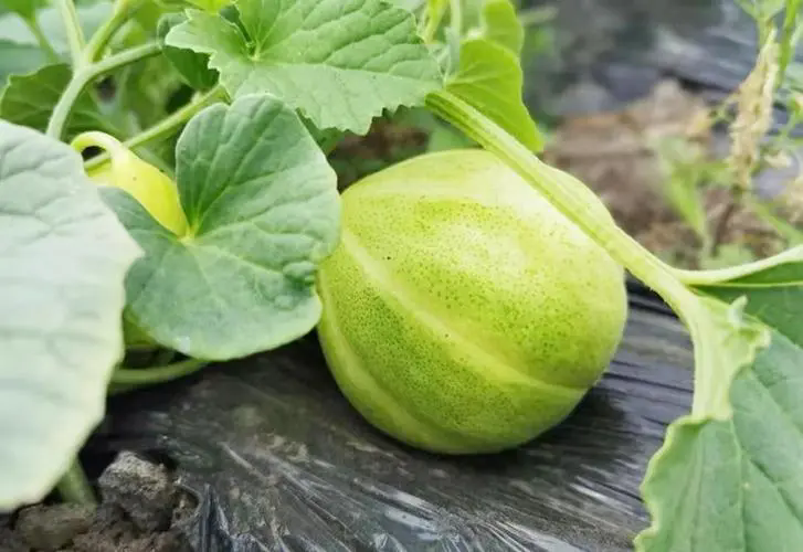 香瓜甜美背后的屬性密碼,它是熱性還是涼性?
