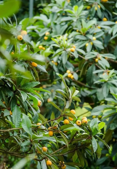 舌尖上的日歷,甜蜜枇杷成熟時間揭秘