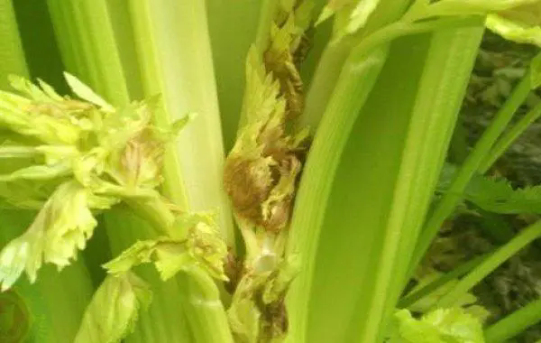 西芹葉柄開裂空心,如何拯救你的蔬菜園?