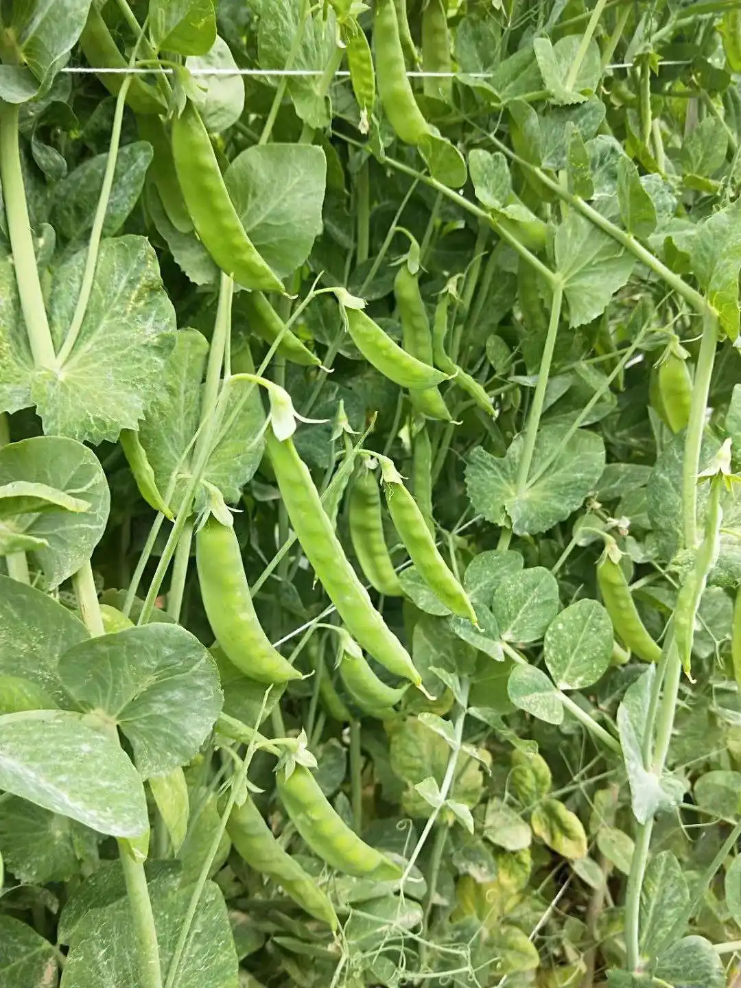 解密餐桌上的小疑惑荷蘭豆,你真的是豌豆嗎?