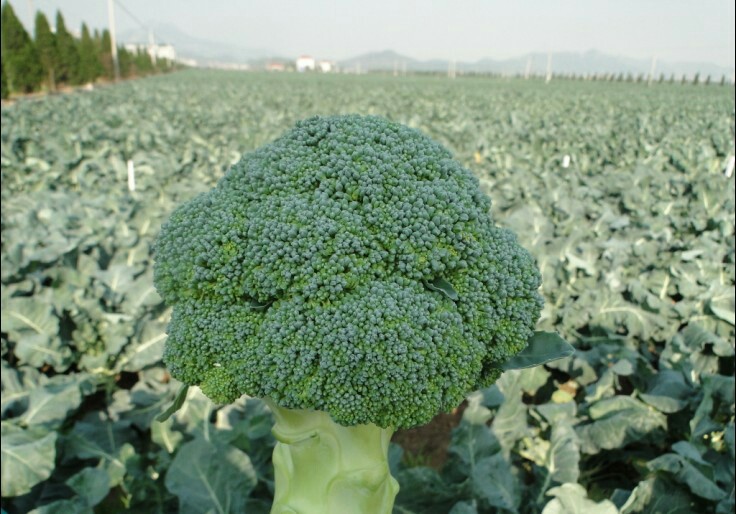 西藍花是花嗎?隱藏在“花朵”下的超級蔬菜!