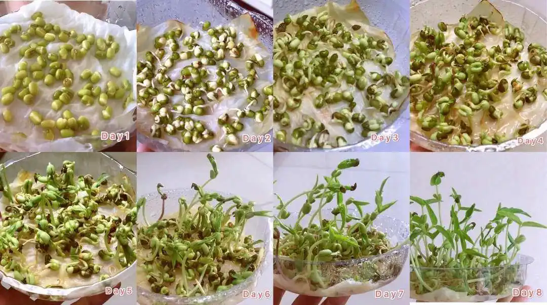 豆芽成長日記:從種子到餐桌家庭自制豆芽的完整指南記錄!