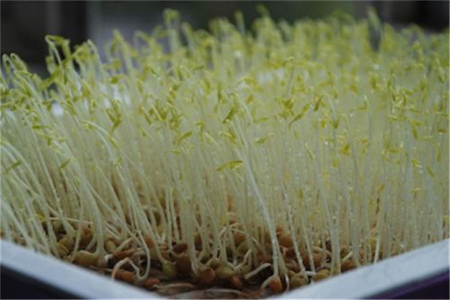 豆芽成長日記:從種子到餐桌家庭自制豆芽的完整指南記錄!