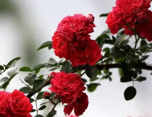 <b>探索薔薇花譜中的絢麗品種</b>