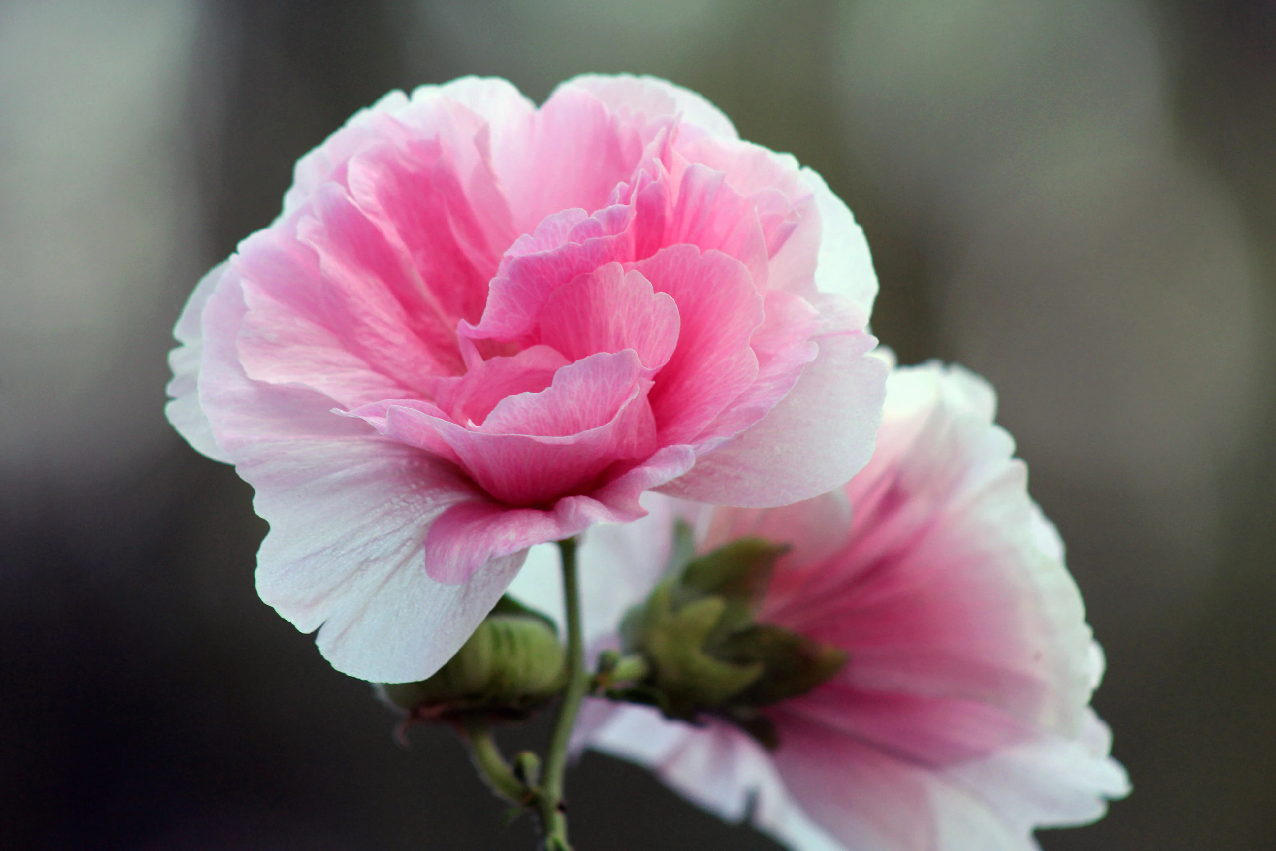 <b>芙蓉花水培，如何打造清新雅致的家居景觀？</b>