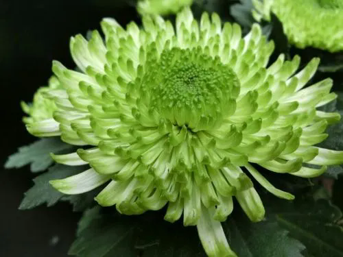 菊花品種繁多,如何鑒賞與培育打造金秋花海(附各品種圖)?