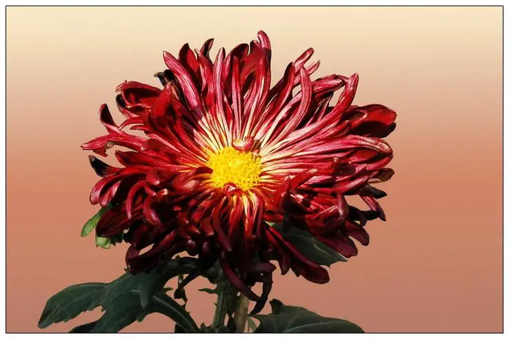 菊花品種繁多,如何鑒賞與培育打造金秋花海(附各品種圖)?