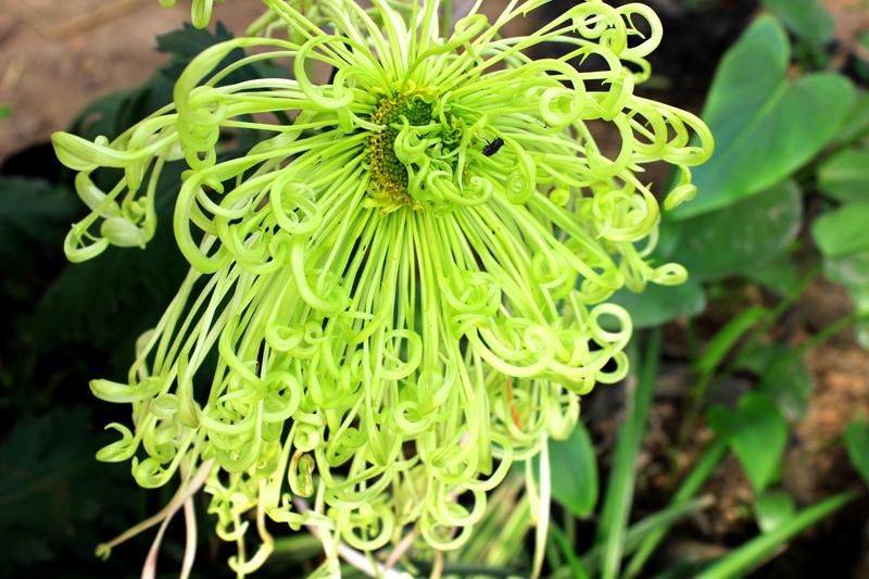 菊花品種繁多,如何鑒賞與培育打造金秋花海(附各品種圖)?