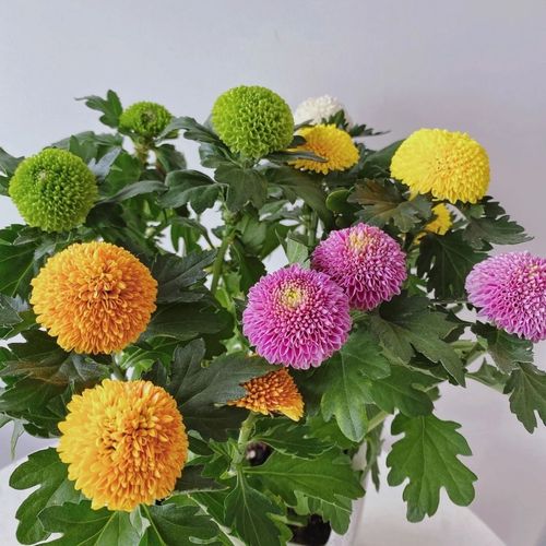 菊花品種繁多,如何鑒賞與培育打造金秋花海(附各品種圖)?