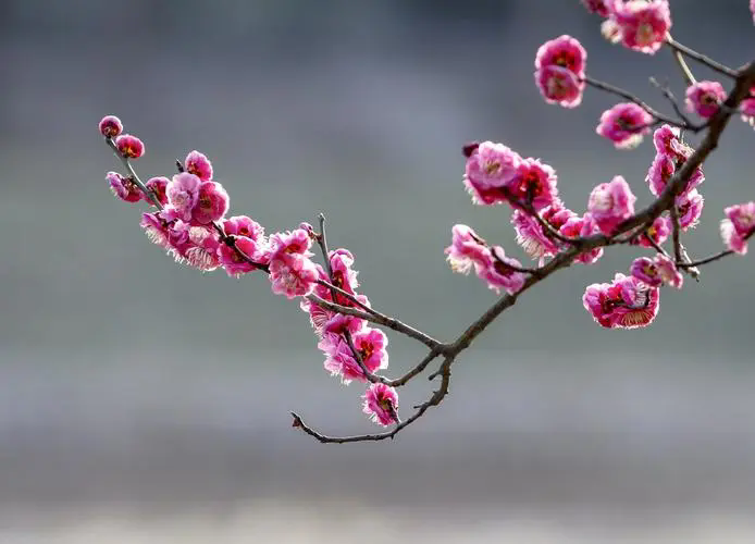 <strong>探尋梅花經典品種，解鎖冬日里的芬芳傳奇（附各品種圖片）</strong>