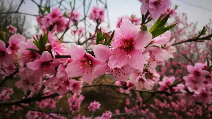 三月桃花春光,何時何地遇見最美的桃花盛開美景