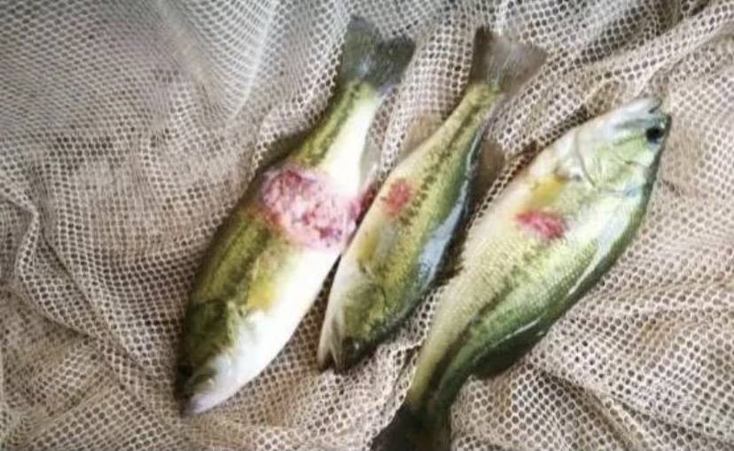 <strong>魚類虹彩病毒如何識別與應對，守護池塘的生命安全方法！</strong>
