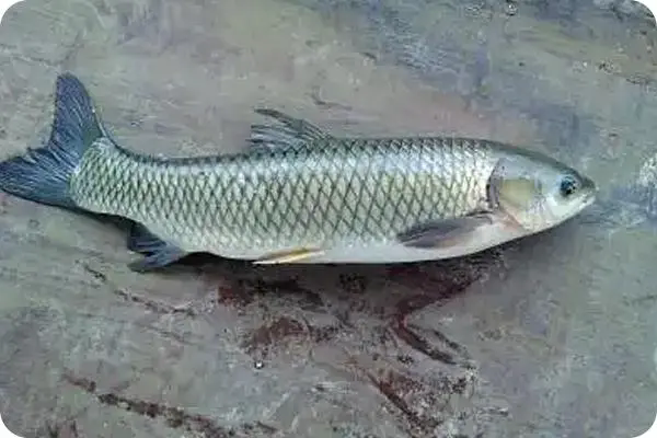 魚類虹彩病毒如何識別與應對,守護池塘的生命安全方法!