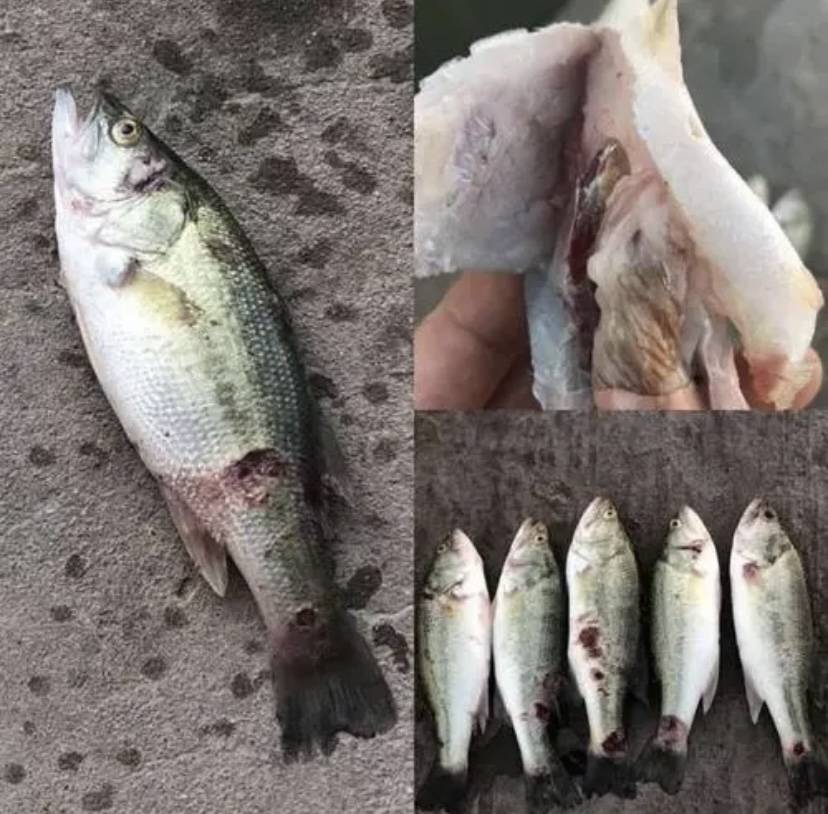 魚類虹彩病毒如何識別與應對,守護池塘的生命安全方法!