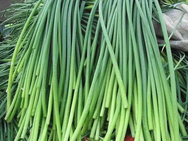 <strong>從蒜到苔：蒜苔種植，揭秘陽臺蒜苔成長記</strong>