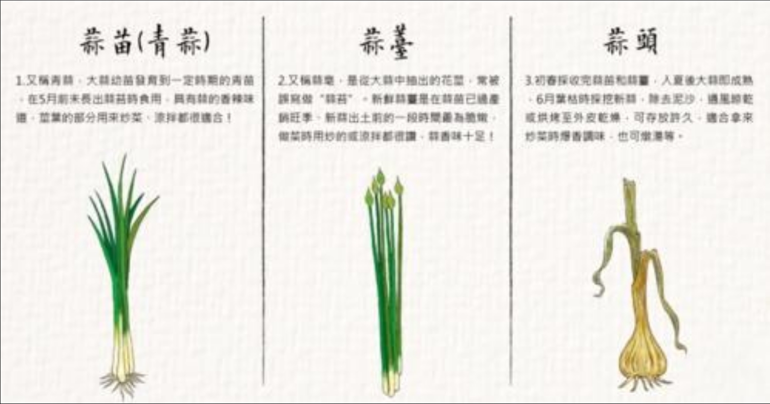 從蒜到苔:蒜苔種植,揭秘陽臺蒜苔成長記